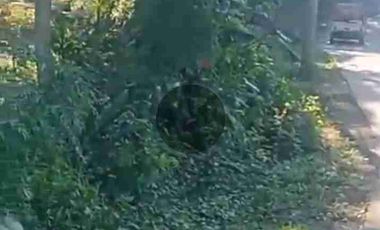 tanah 4ha di limbangan u/ternak ayam