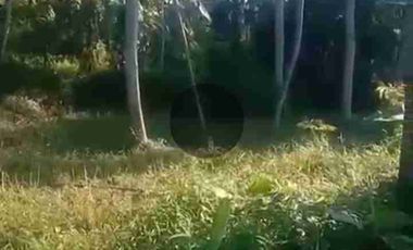 tanah 4ha di limbangan u/ternak ayam