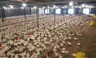 tanah 4ha di limbangan u/ternak ayam