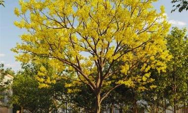 TERRENO EN ZONA ANDARES EN VENTA EN PASEO DE GRACIA, TRAVESSERA