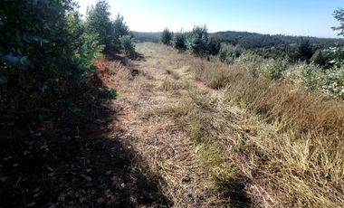 Vende Parcelas Altos del Bosque, Concepción, SIN COSTO DE COMISION.