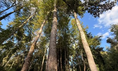 Se Vende Parcela con bosque, 2 casas container sector Lumaco, Paillaco, Región de Los Ríos.