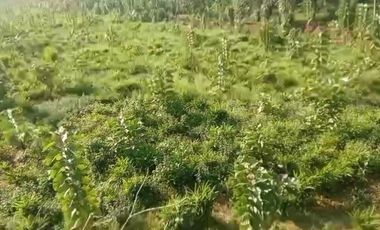 Jual Lahan Perkebunan