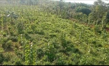 Jual Lahan Perkebunan