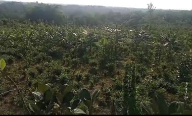 Jual Lahan Perkebunan