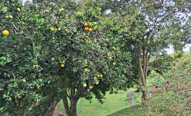 Renta casa campestre