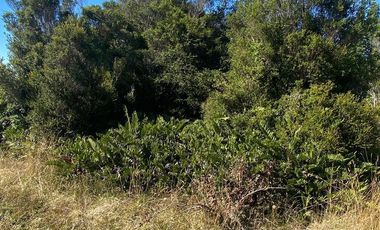 Vende parcela soleada, sector Ilque, Puerto Montt.