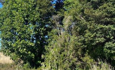 Vende parcela soleada, sector Ilque, Puerto Montt.