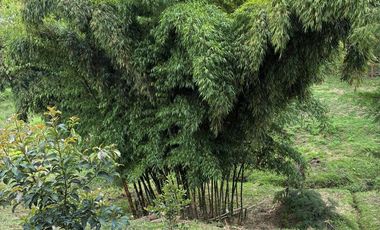 SE ARRIENDA CASA FINCA EN VEREDA ABREO. RIONEGRO