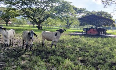 FINCA MULTIPROPSITO TIENDA NUEVA PALMIRA
