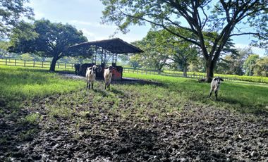FINCA MULTIPROPSITO TIENDA NUEVA PALMIRA