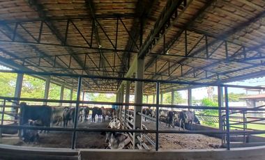 FINCA MULTIPROPSITO TIENDA NUEVA PALMIRA