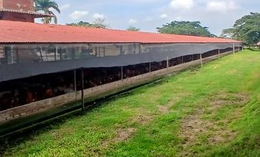 FINCA MULTIPROPSITO TIENDA NUEVA PALMIRA