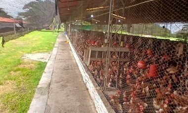 FINCA MULTIPROPSITO TIENDA NUEVA PALMIRA