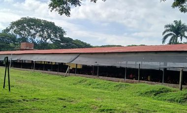 FINCA MULTIPROPSITO TIENDA NUEVA PALMIRA