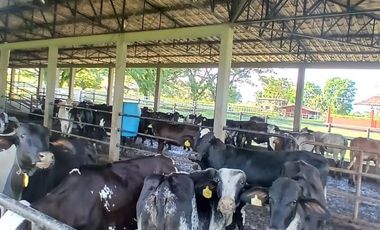 FINCA MULTIPROPSITO TIENDA NUEVA PALMIRA