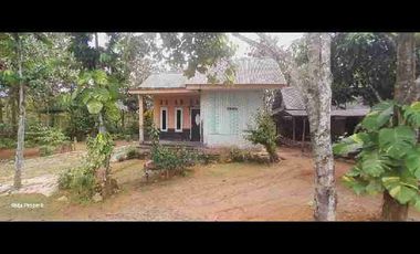 Dijual tanah kebun murah di sajira Rangkas Bitung Lebak Banten