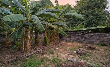 Vendo Casa Tradicional Tolimense con Solar Productivo