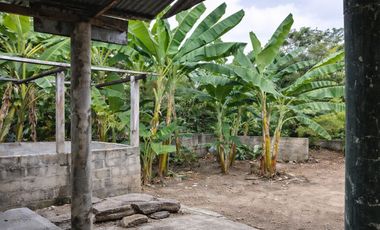 Vendo Casa Tradicional Tolimense con Solar Productivo