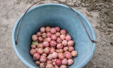 Vendo Casa Tradicional Tolimense con Solar Productivo