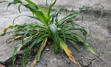 Vendo Casa Tradicional Tolimense con Solar Productivo