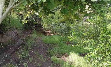 Vendo finca de 3 hectáreas y media en Atuntaqui
