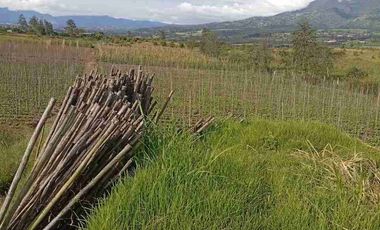 Vendo finca de 3 hectáreas y media en Atuntaqui