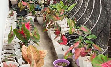 Dijual Rumah di Jl. Pesantren, Lokasi Strategis Dekat Jln. Raya Cimahi