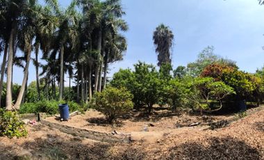 $ 350,000 X HA. PARCELA P/GANADERIA C/ZONA ENGORDE MATERNIDAD ZONA FORRAJE. 11.2881 HAS, CHANCAY LIMA