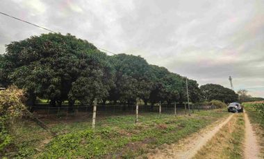 2000 SQM Mango Farm for Sale In Brgy Bical, Mabalacat City