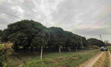 2000 SQM Mango Farm for Sale In Brgy Bical, Mabalacat City