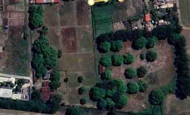 2000 SQM Mango Farm for Sale In Brgy Bical, Mabalacat City