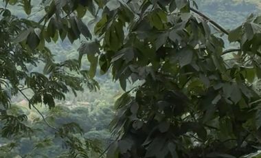 Central Kuta Lombok Hillside Land with Valley Views – 2 Plots (HGB)