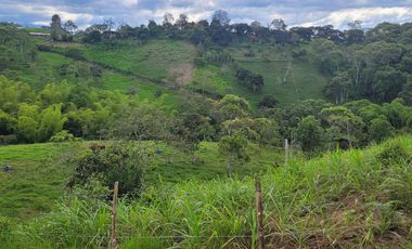 VENTA DE FINCA DE 7 HECTAREAS EN TIMBIO, CAUCA