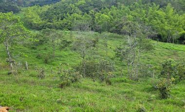 VENTA DE FINCA DE 7 HECTAREAS EN TIMBIO, CAUCA