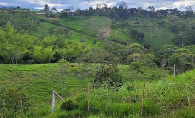VENTA DE FINCA DE 7 HECTAREAS EN TIMBIO, CAUCA