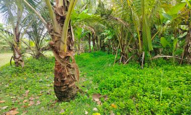 di sewakan lahan los pantai beach frount di desa antap selemadeg barat tabanan bali.