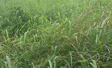 VENDO TERRENO EN LA LOMA DE CRUCITA