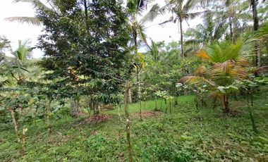dijual tanah kebun murah los sungai jernih dengan view sawah dan gunung di tabanan bali