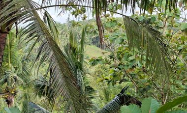 dijual tanah kebun murah los sungai jernih dengan view sawah dan gunung di tabanan bali