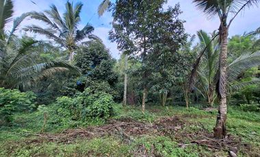 dijual tanah kebun murah los sungai jernih dengan view sawah dan gunung di tabanan bali