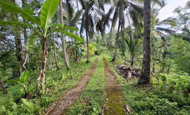 dijual tanah kebun murah los sungai jernih dengan view sawah dan gunung di tabanan bali