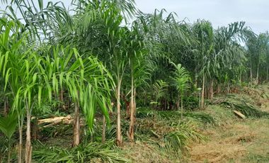 Hacienda en venta noroccidente de pichincha.