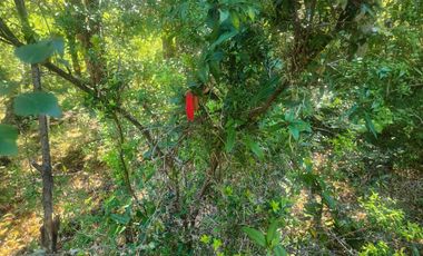 Campo de 99,8 hectáreas en venta cerca de Valdivia – praderas, bosque nativo, estero y cascadas en Los Guindo