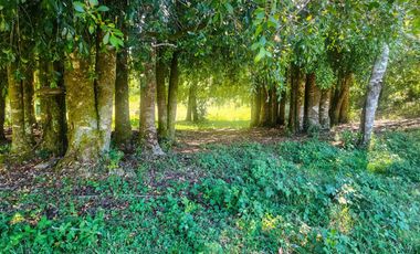 Campo de 99,8 hectáreas en venta cerca de Valdivia – praderas, bosque nativo, estero y cascadas en Los Guindo