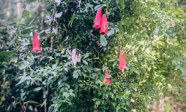 Campo de 99,8 hectáreas en venta cerca de Valdivia – praderas, bosque nativo, estero y cascadas en Los Guindo