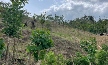 En venta, finca de 20 Hectáreas en la Provincia de Esmeraldas. Ecuador.