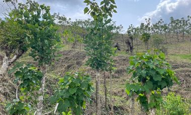 En venta, finca de 20 Hectáreas en la Provincia de Esmeraldas. Ecuador.