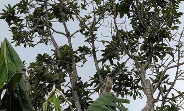 Hermosa finca colonial en venta con espectacular vista.