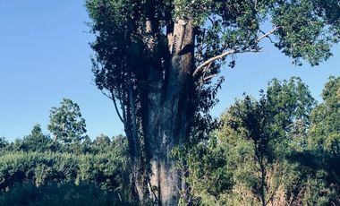 Venta de Parcela 5.000 m² – Sector Cutipay Alto, Valdivia